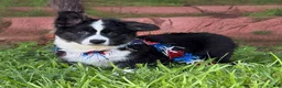 Welsh Corgi Cardigan dogs for sale: Ace FLUFFY - Ad 5