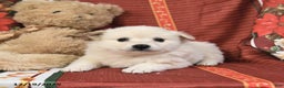 American Eskimo dogs for sale: Bubbles - Ad 5