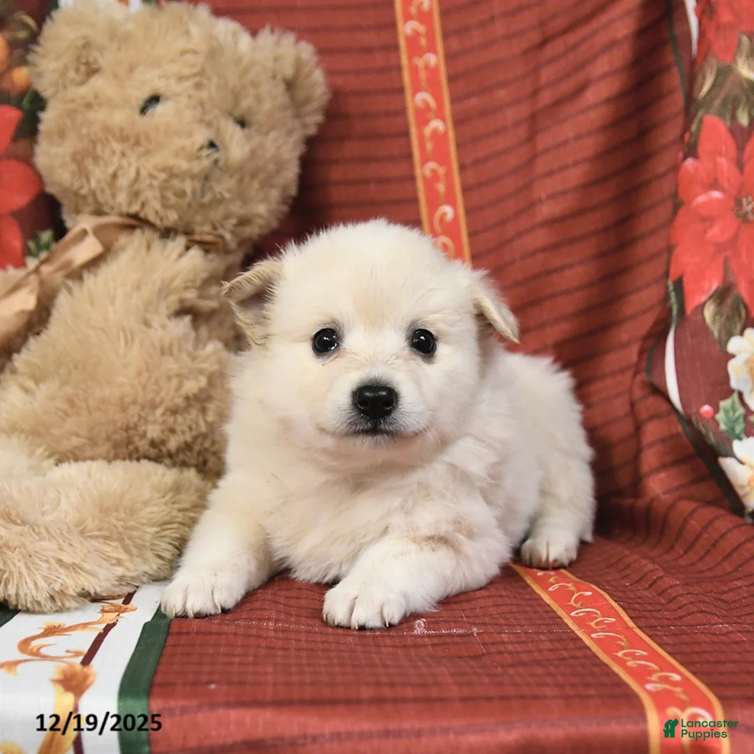 American Eskimo dogs for sale: Bubbles - Ad 10