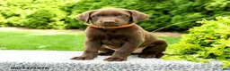 Labrador Retriever dogs for sale: Ryder - Ad 5