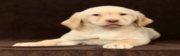 Labrador Retriever dogs for sale: Jase - Ad 8