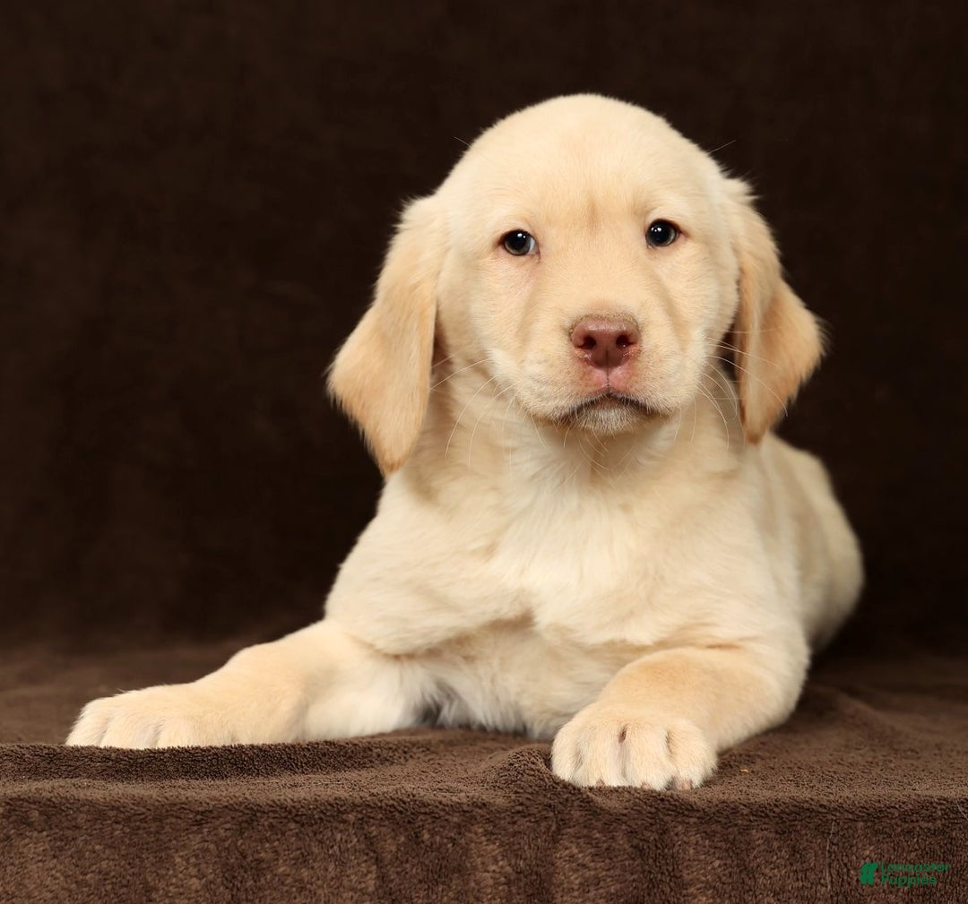 Labrador Retriever dogs for sale: Jase - Ad 8