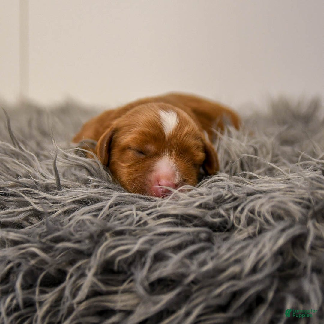 Cavapoo dogs for sale: Monty - Ad 2