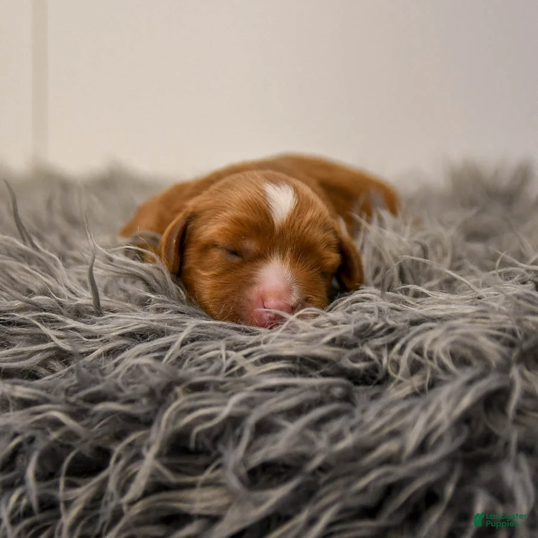 Cavapoo dogs for sale: Monty - Ad 7