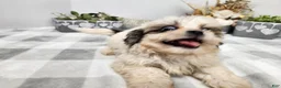 Teddy Bear dogs for sale: Crosby - Ad 11