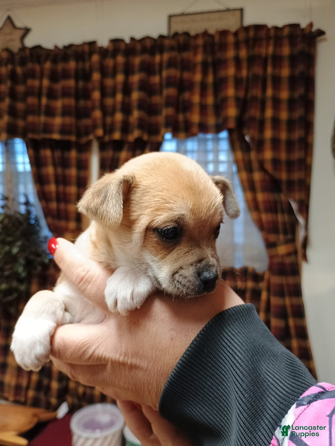 Chihuahua dogs for sale: Blaze - Ad 3