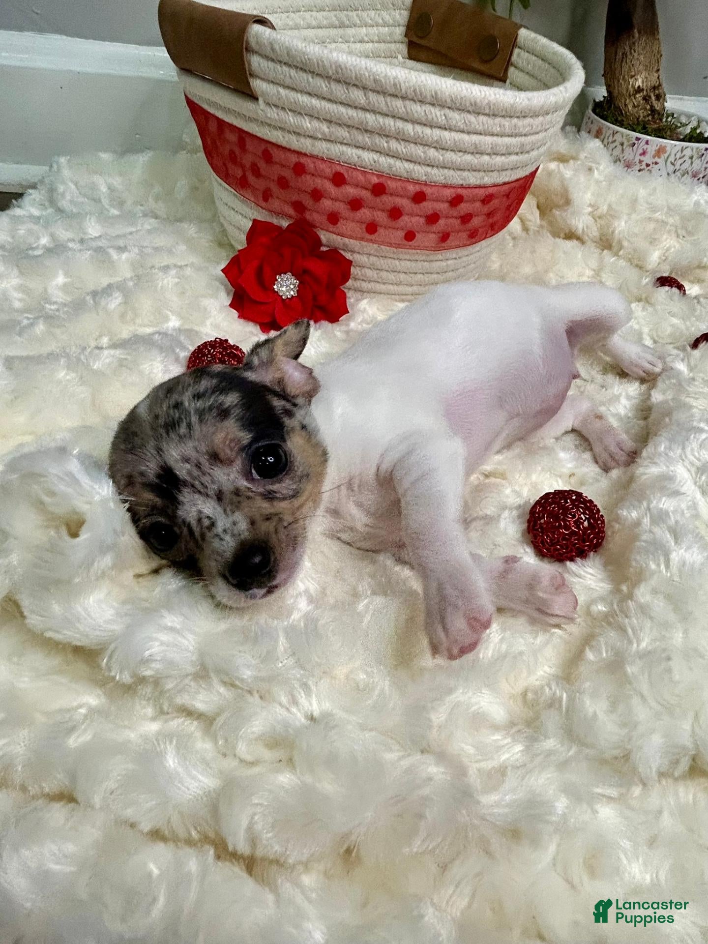 Chihuahua dogs for sale: Europa - Ad 2