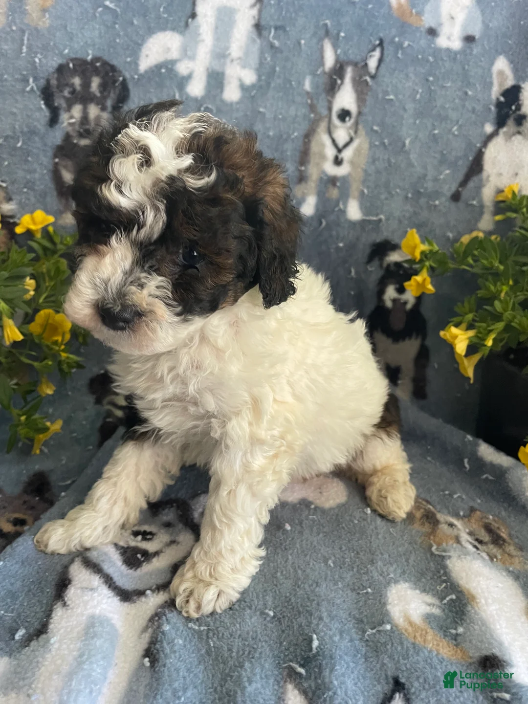 Toy Poodle dogs for sale: Bean - Ad 2