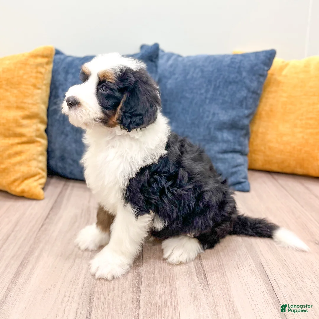 Bernedoodle dogs for sale: Buster - Ad 1