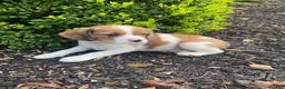 Mixed Breed dogs for sale: Tiffany - Ad 6
