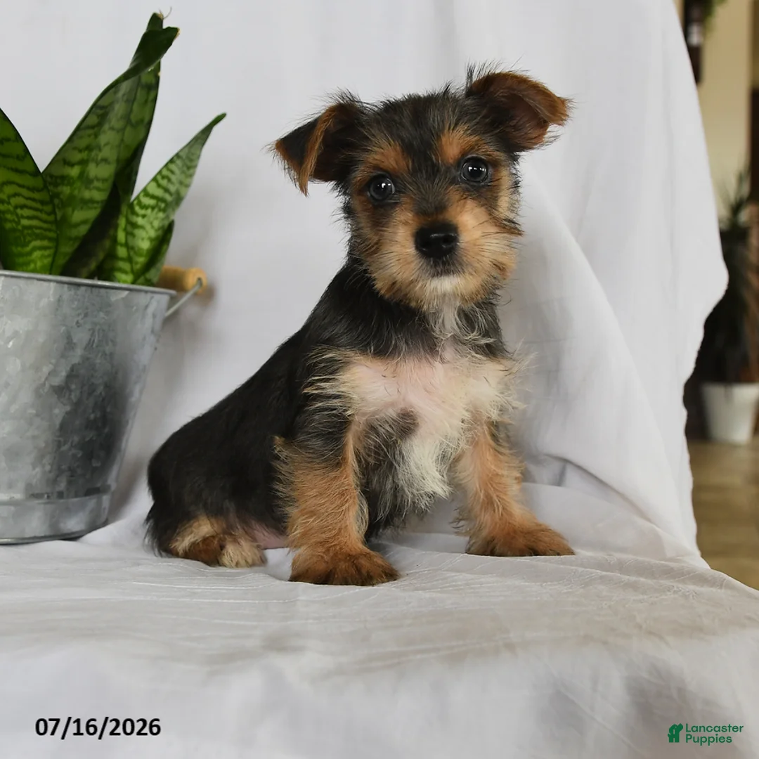 Yorkshire Terrier dogs for sale: Garfield - Ad 2