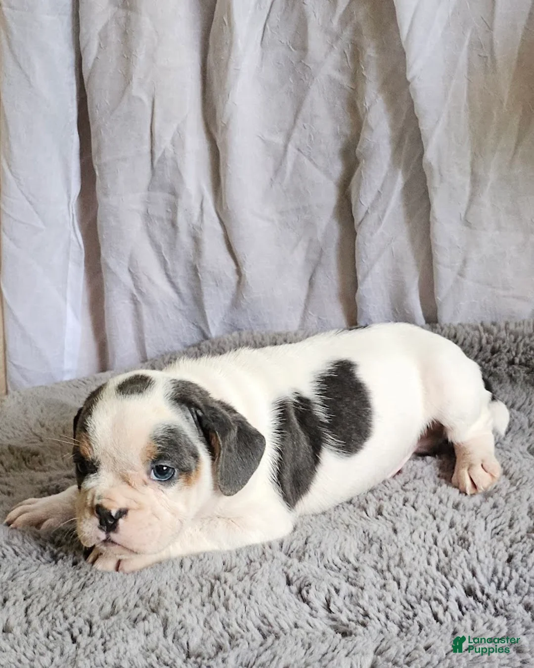 Mixed Breed dogs for sale: Ringo - Ad 2