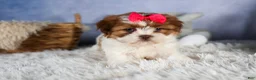 Shih Tzu dogs for sale: GRACIE - Ad 7