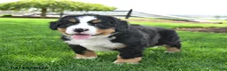 Bernese Mountain Dog dogs for sale: Buster - Ad 4
