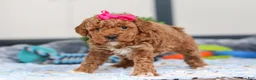 Mini Goldendoodle dogs for sale: Nala - Ad 4