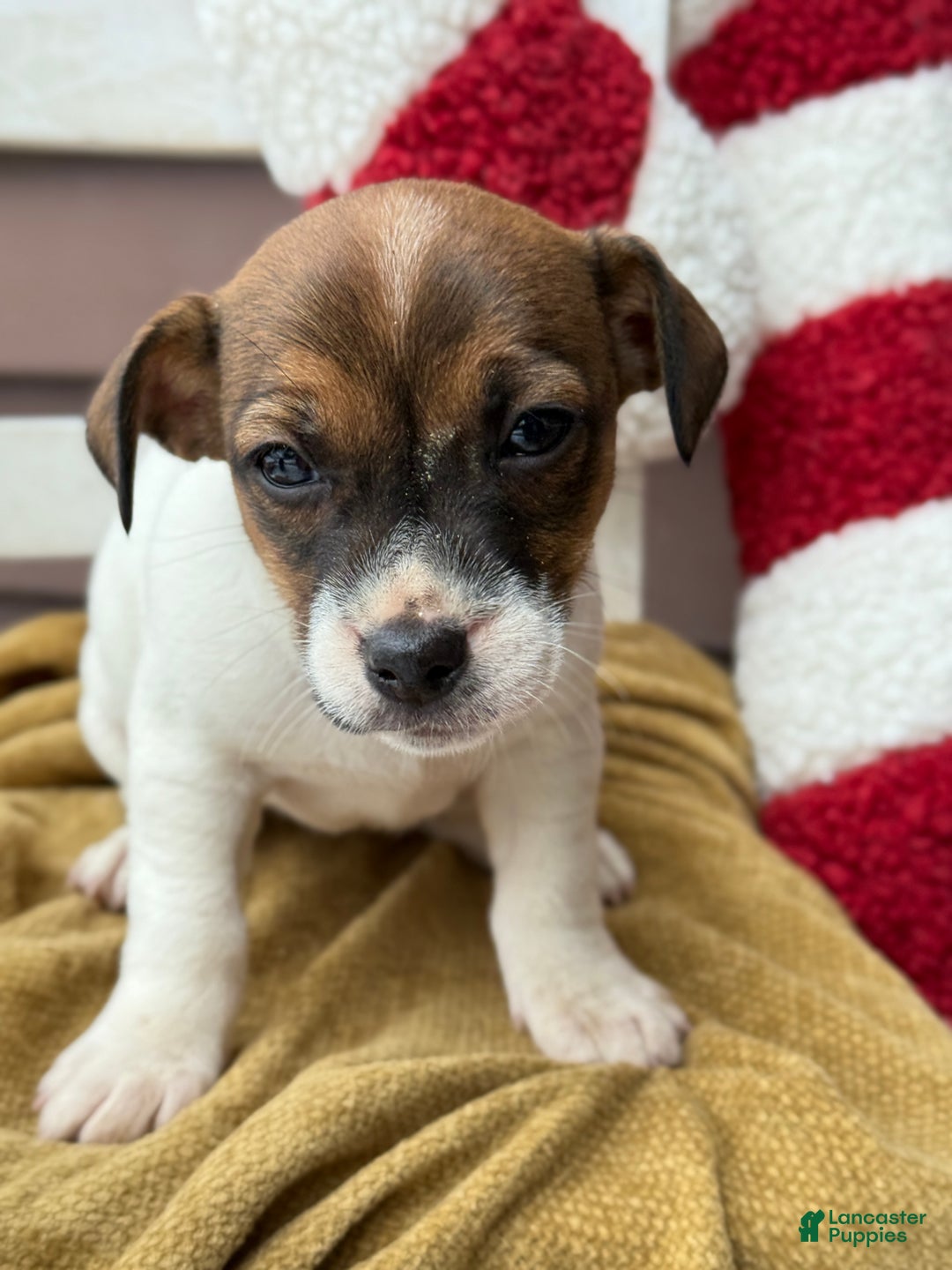 Jack Russell Terrier dogs for sale: Jolly - Ad 8
