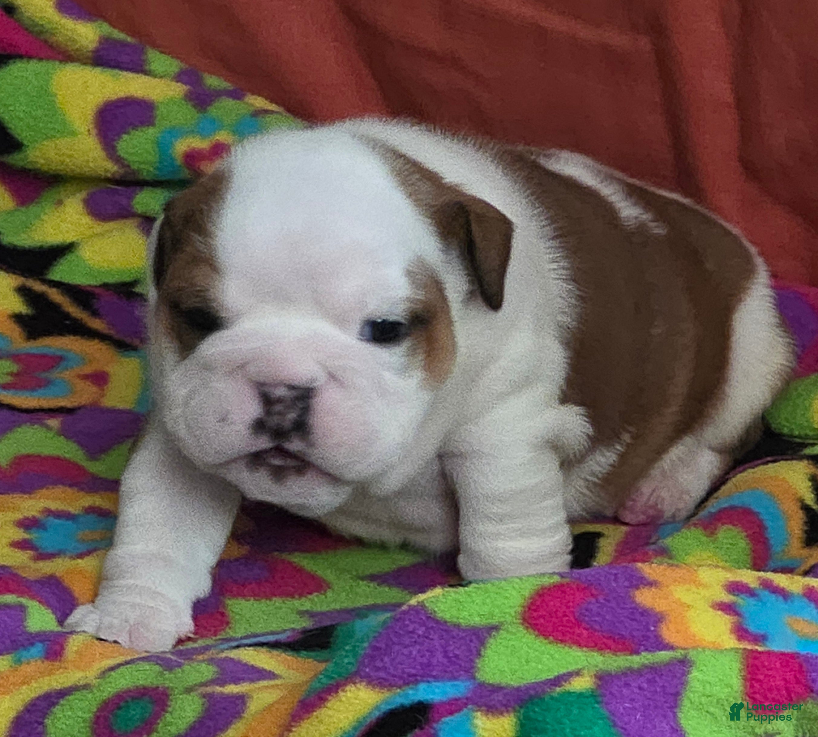 English Bulldog dogs Lola - Ad 3
