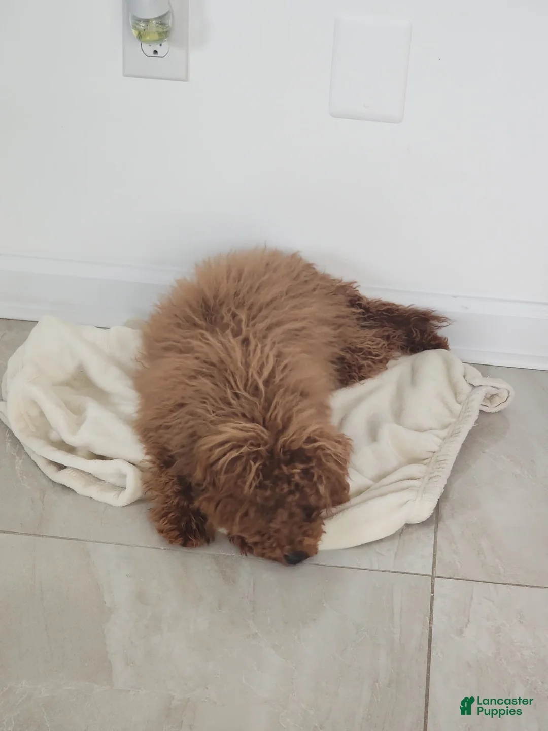 Miniature Poodle dogs for sale: Brownie  - Ad 2