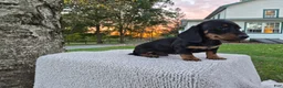 Miniature Dachshund dogs for sale: Peanut  - Ad 5