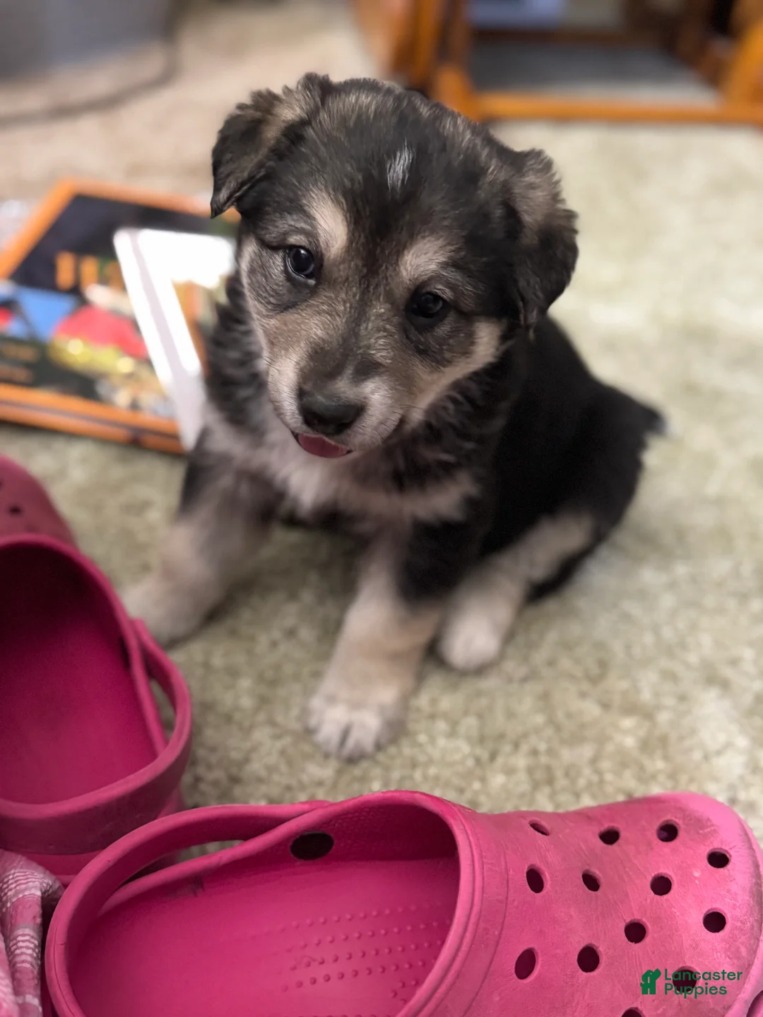 Mixed Breed dogs for sale: Dumpling - Ad 7