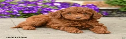 Mini Goldendoodle dogs for sale: Teddy  - Ad 3
