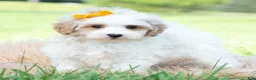 Maltipoo dogs for sale: Jazz - Ad 4