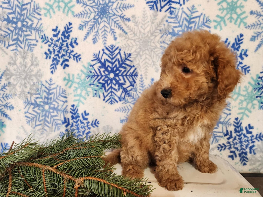 Mini Goldendoodle dogs for sale: Nash - Ad 12
