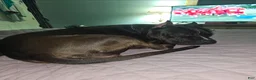 American Pit Bull Terrier dogs for sale: American Pit Bull Terrier - Ad 4