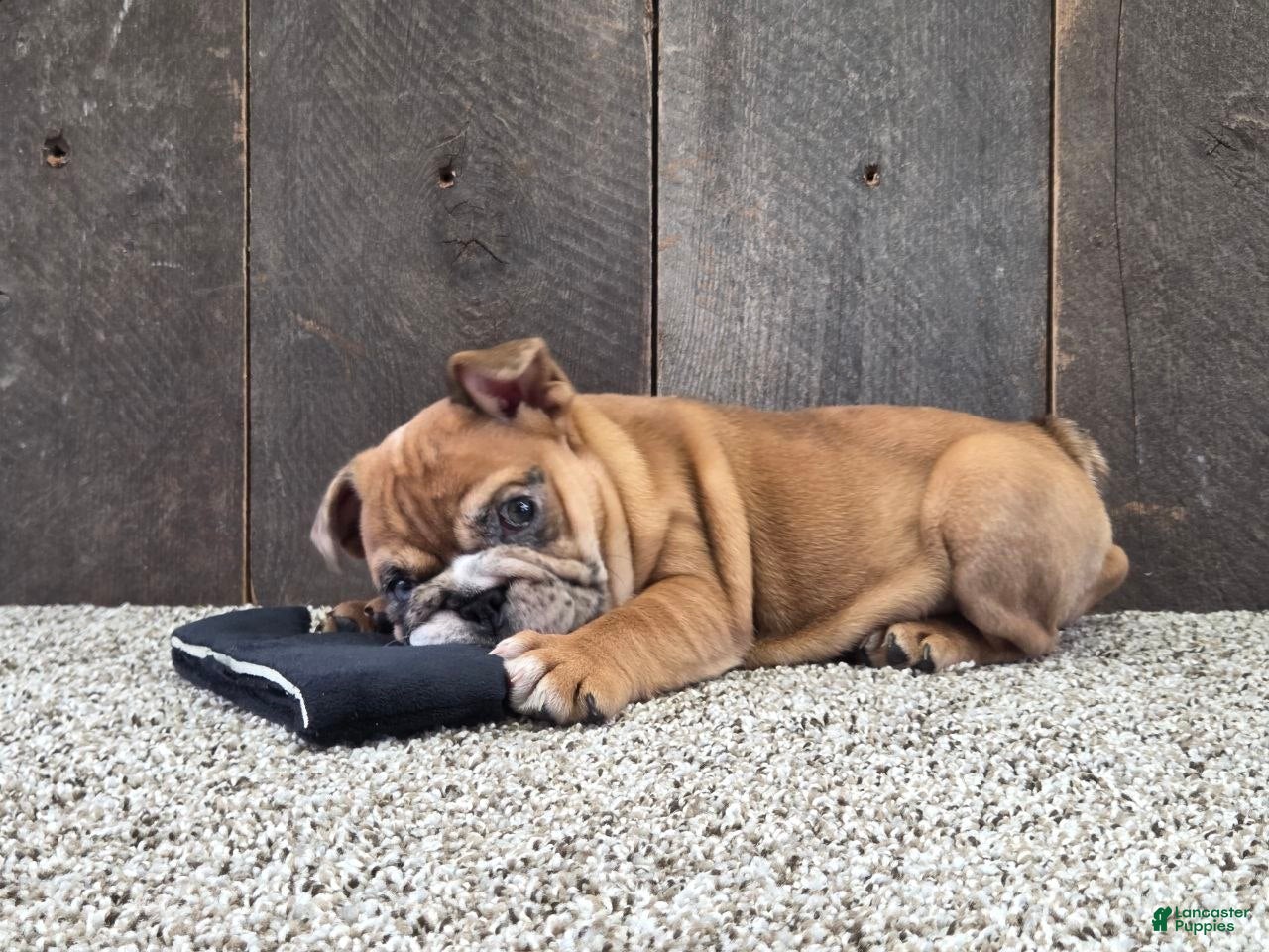 English Bulldog dogs Kelsi - Ad 1