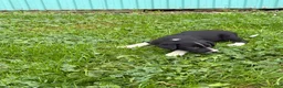 Border Collie dogs for sale: Barb Border Collie  - Ad 3
