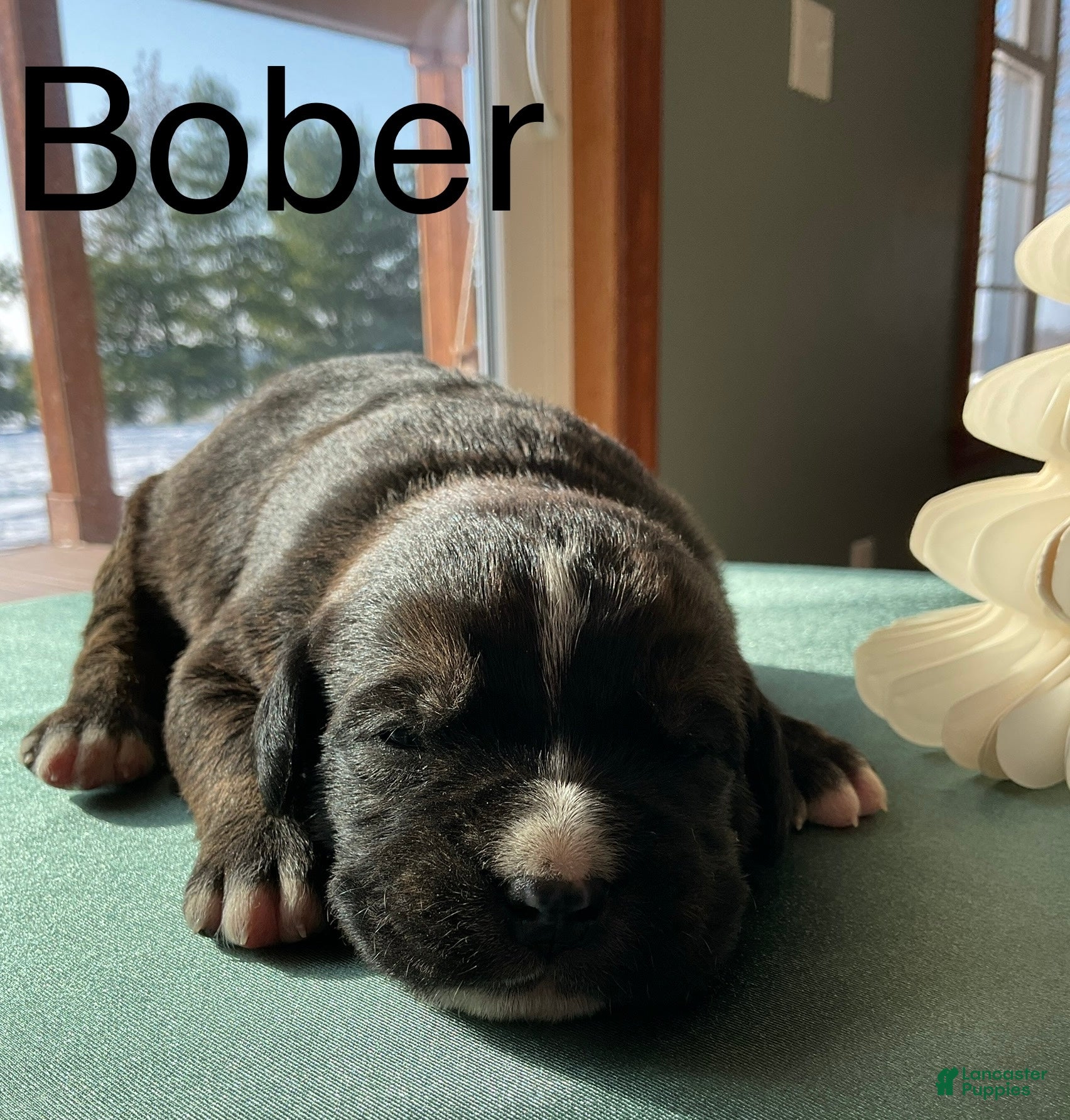 Mixed Breed dogs Bober - Ad 4