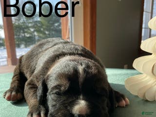 Mixed Breed dogs Bober - Ad 41