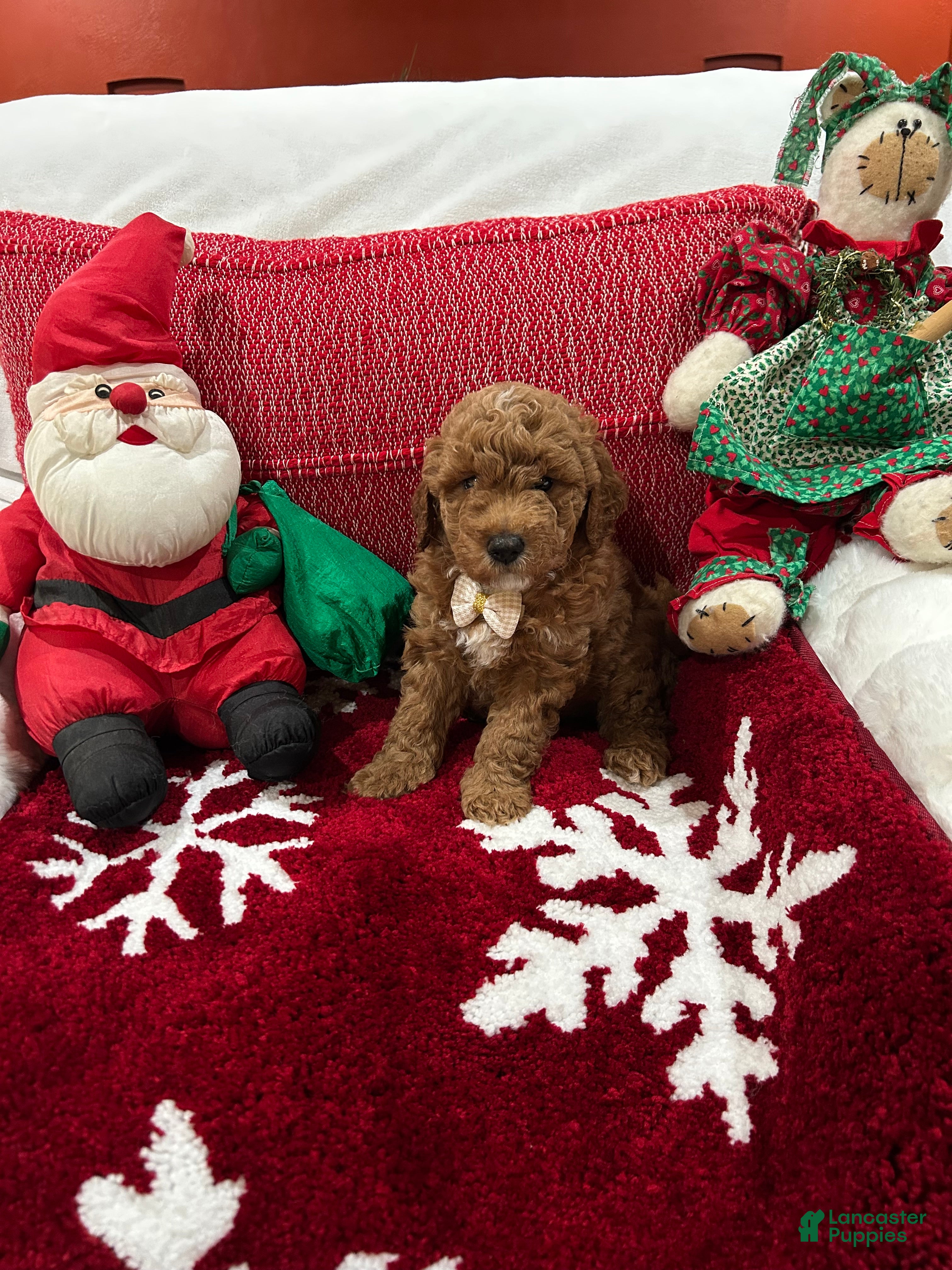 Mini Goldendoodle dogs Petite Mini Goldendoodle Chocolate Chip - Ad 2