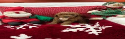 Mini Goldendoodle dogs for sale: Petite Mini Goldendoodle Chocolate Chip - Ad 2