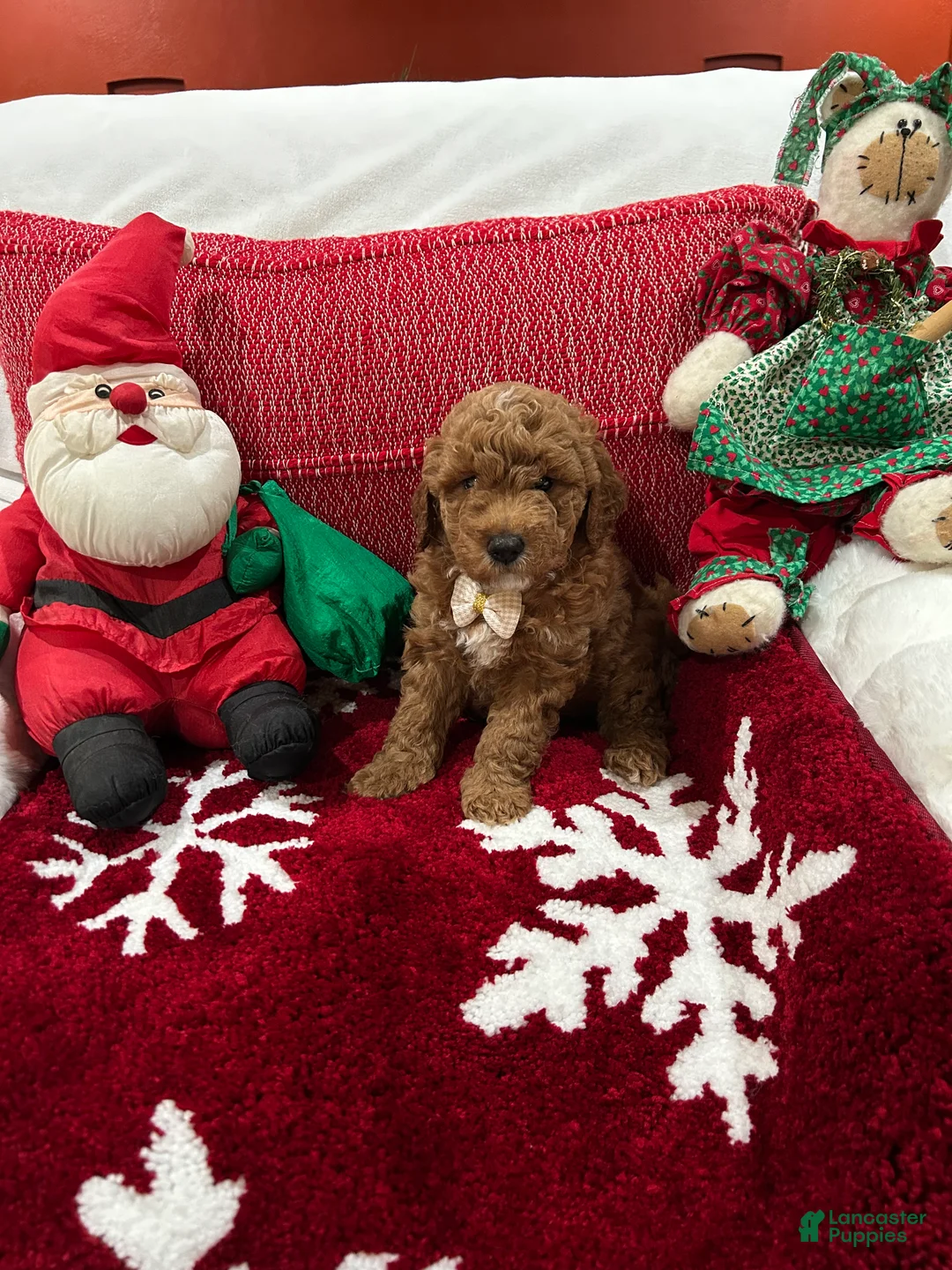 Mini Goldendoodle dogs for sale: Petite Mini Goldendoodle Chocolate Chip - Ad 2
