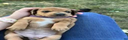 Miniature Dachshund dogs for sale: Girl 1 - Ad 7