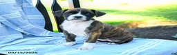 Boxer dogs for sale: Octavia - Ad 3