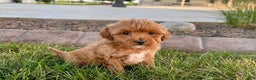 Cavapoo dogs for sale: Karla - Ad 8