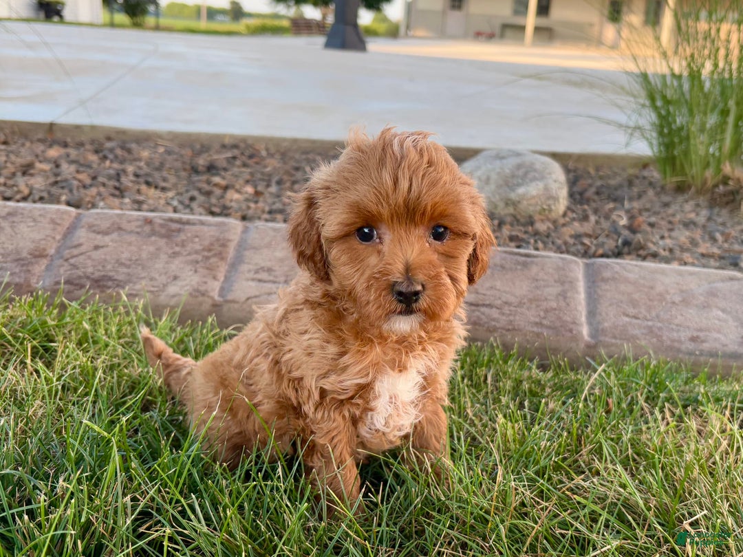 Cavapoo dogs for sale: Karla - Ad 8