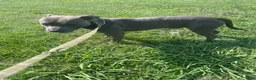 American Pit Bull Terrier dogs for sale: American Pit Bull Terrier 1 - Ad 5