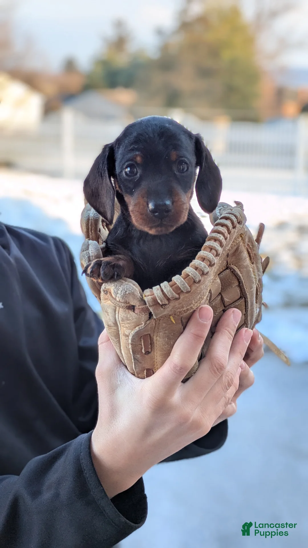 Miniature Dachshund dogs for sale: Jerry - Ad 1