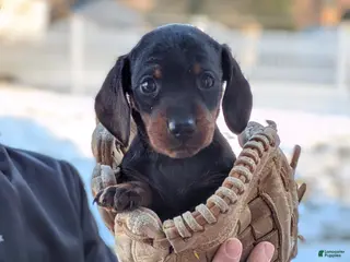 Miniature Dachshund dogs for sale: Jerry - Ad 2