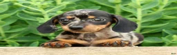 Miniature Dachshund dogs for sale: Jewel - Ad 9