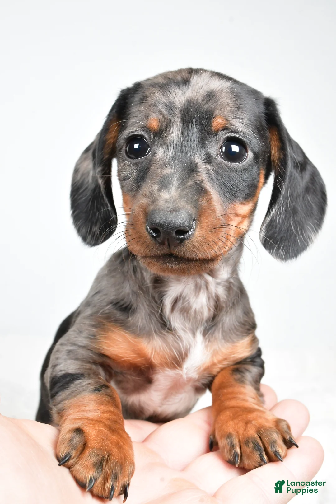 Dachshund dogs for sale: Charlie - Ad 3