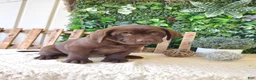Labrador Retriever dogs for sale: Otis - Ad 4