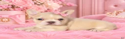 French Bulldog dogs for sale: Blue Eyes- French Bulldog 1 - Ad 1