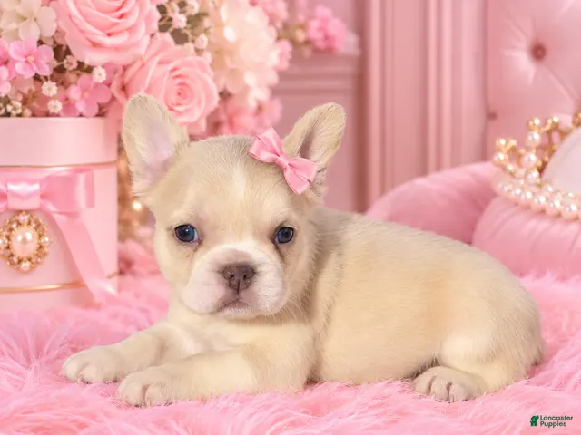 French Bulldog dogs for sale: Blue Eyes- French Bulldog 1 - Ad 1
