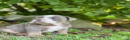 English Bulldog dogs for sale: SQUISHY PAWS - Ad 11