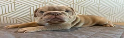 English Bulldog dogs for sale: Lucy - Ad 2