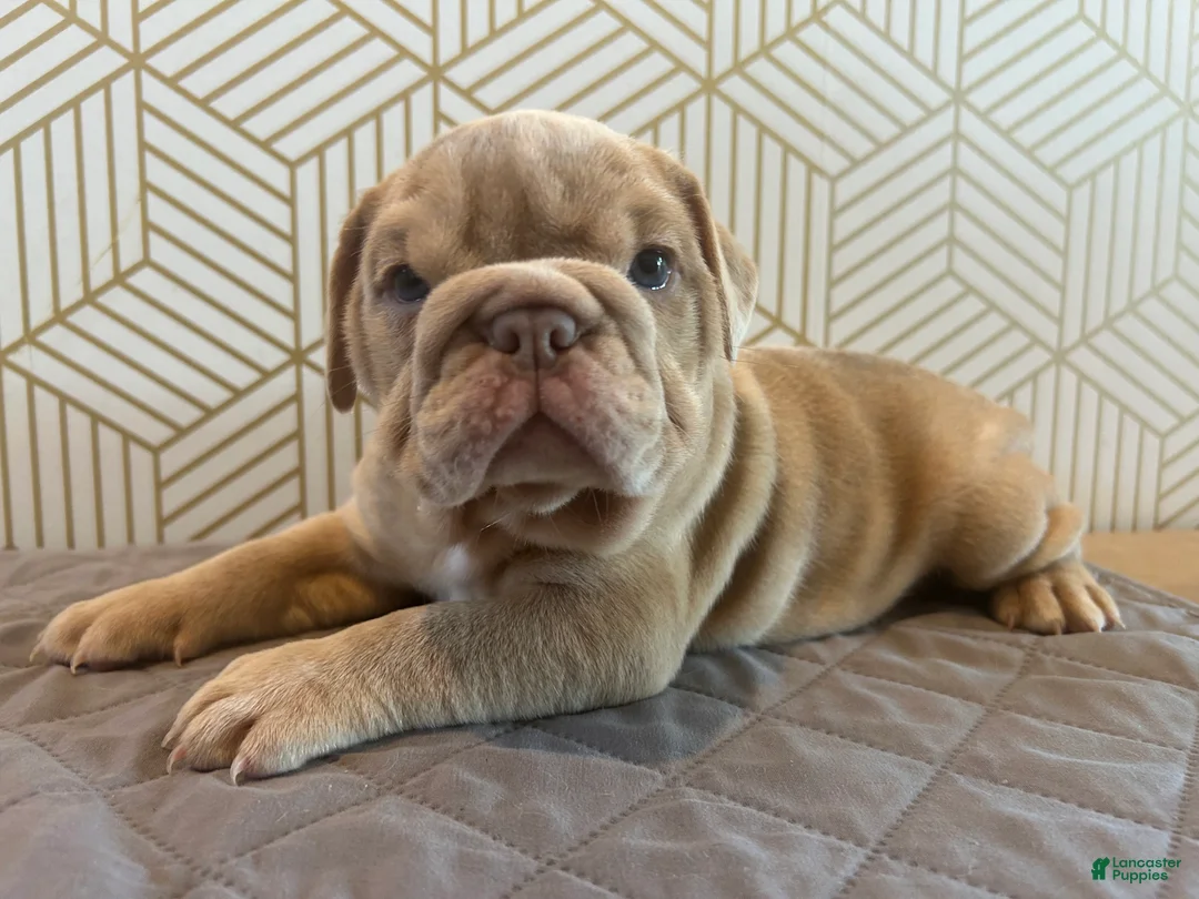 English Bulldog dogs for sale: Lucy - Ad 2